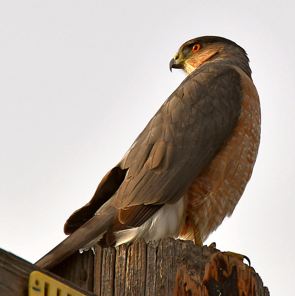 CoopersHawk5.jpg