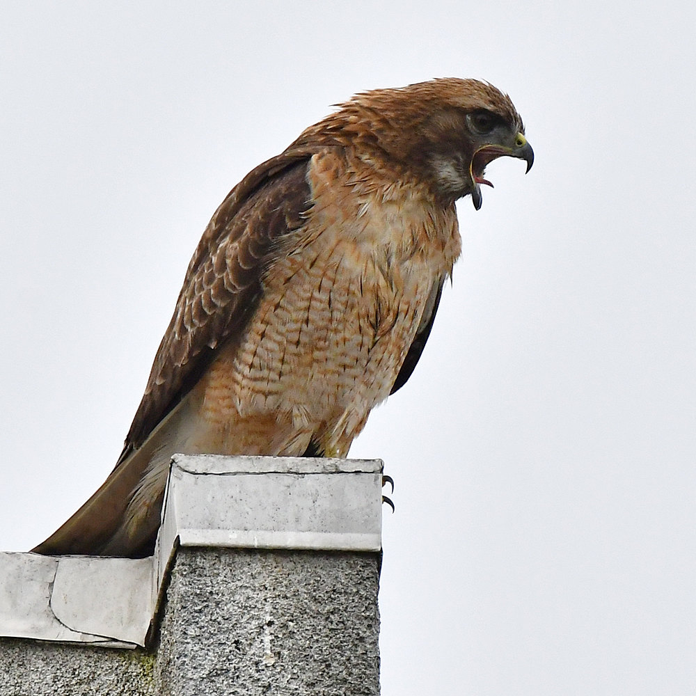 CoopersHawk5.jpg