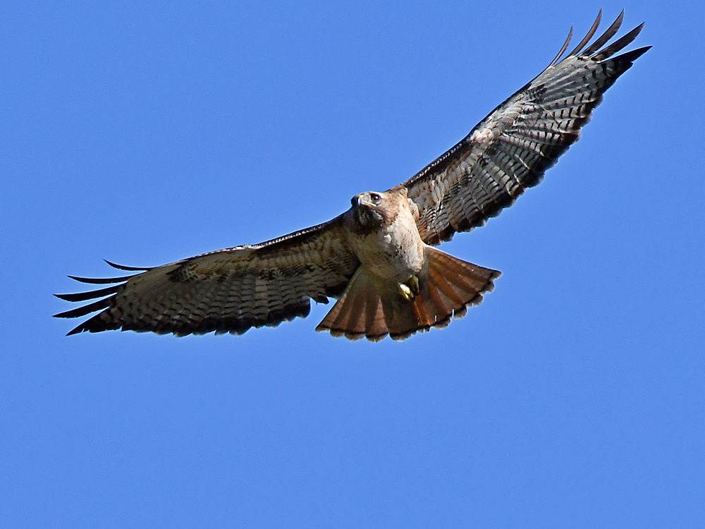 CoopersHawk5.jpg