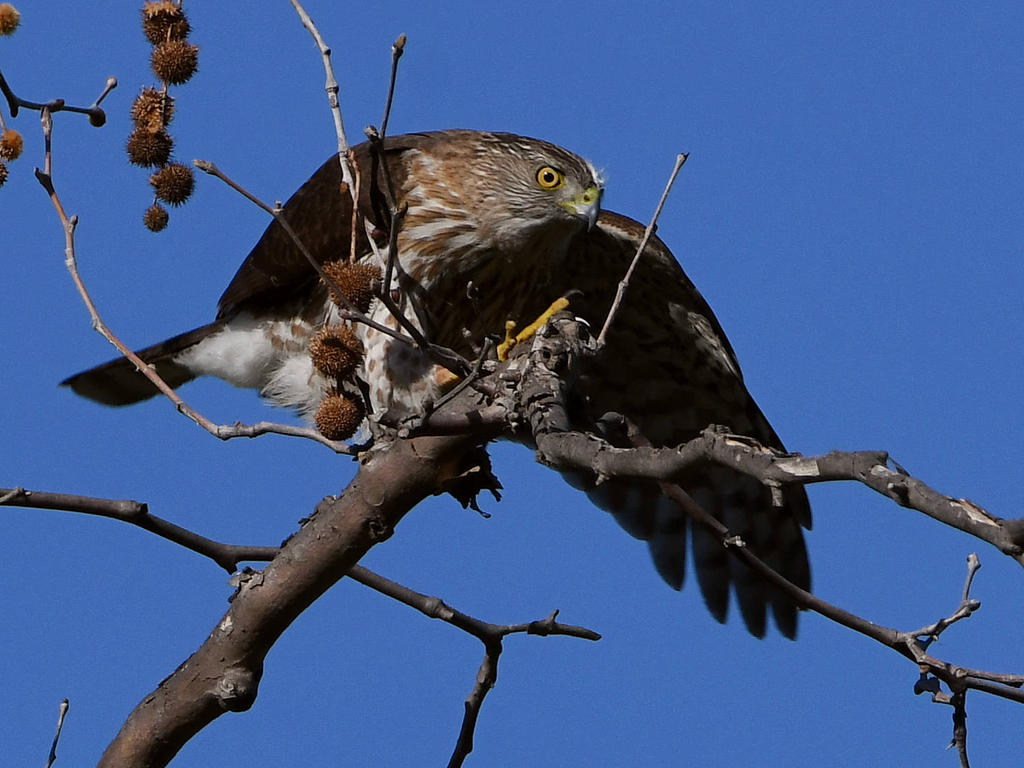 CoopersHawk5.jpg