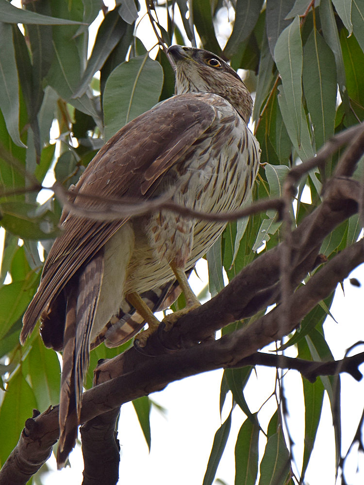CoopersHawk6.jpg