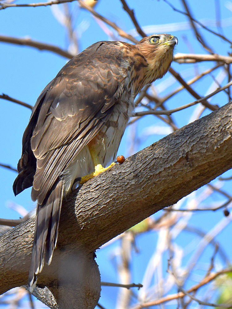 CoopersHawk6.jpg