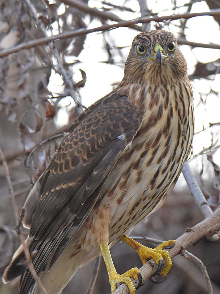 CoopersHawk6.jpg