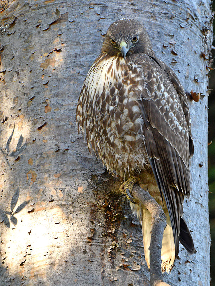 CoopersHawk6.jpg