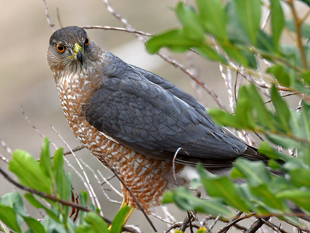 CoopersHawk6.jpg