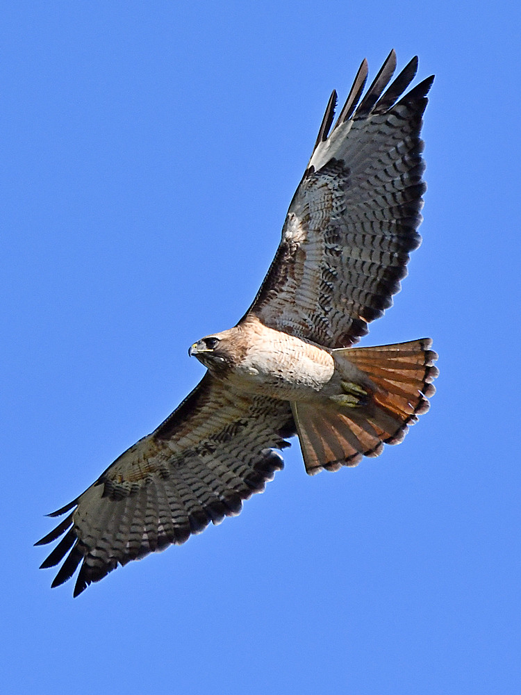 CoopersHawk6.jpg