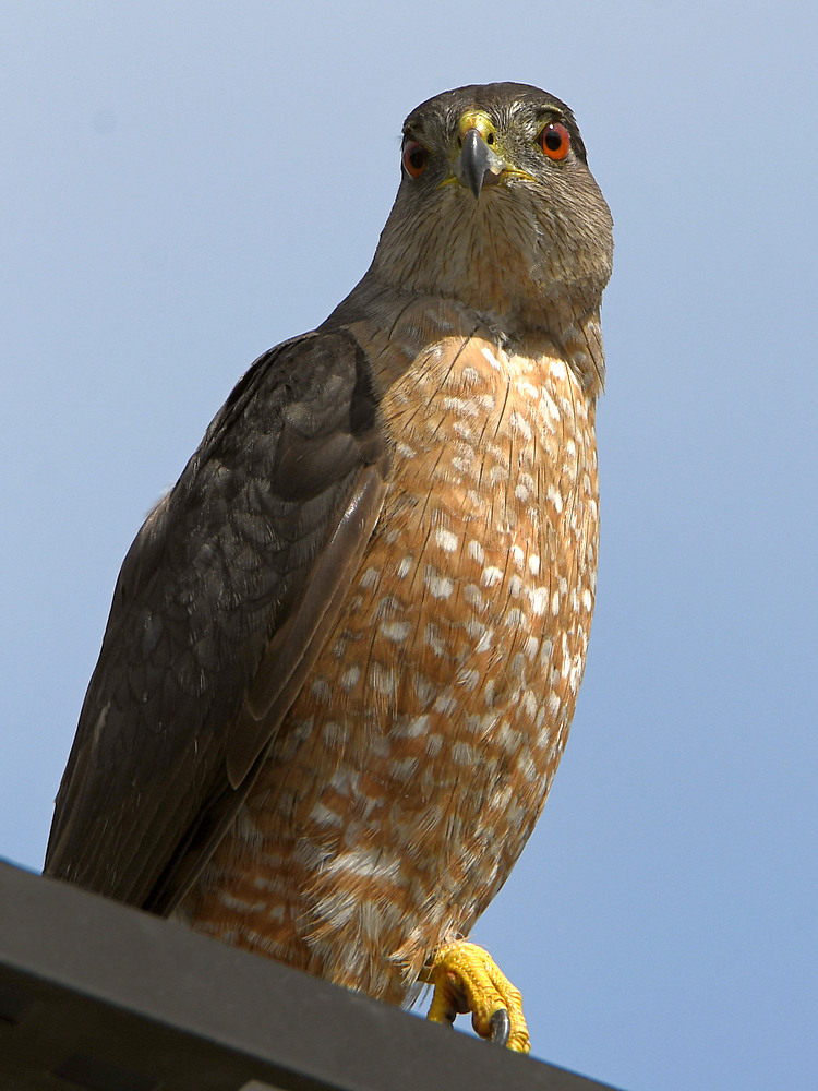 CoopersHawk6.jpg