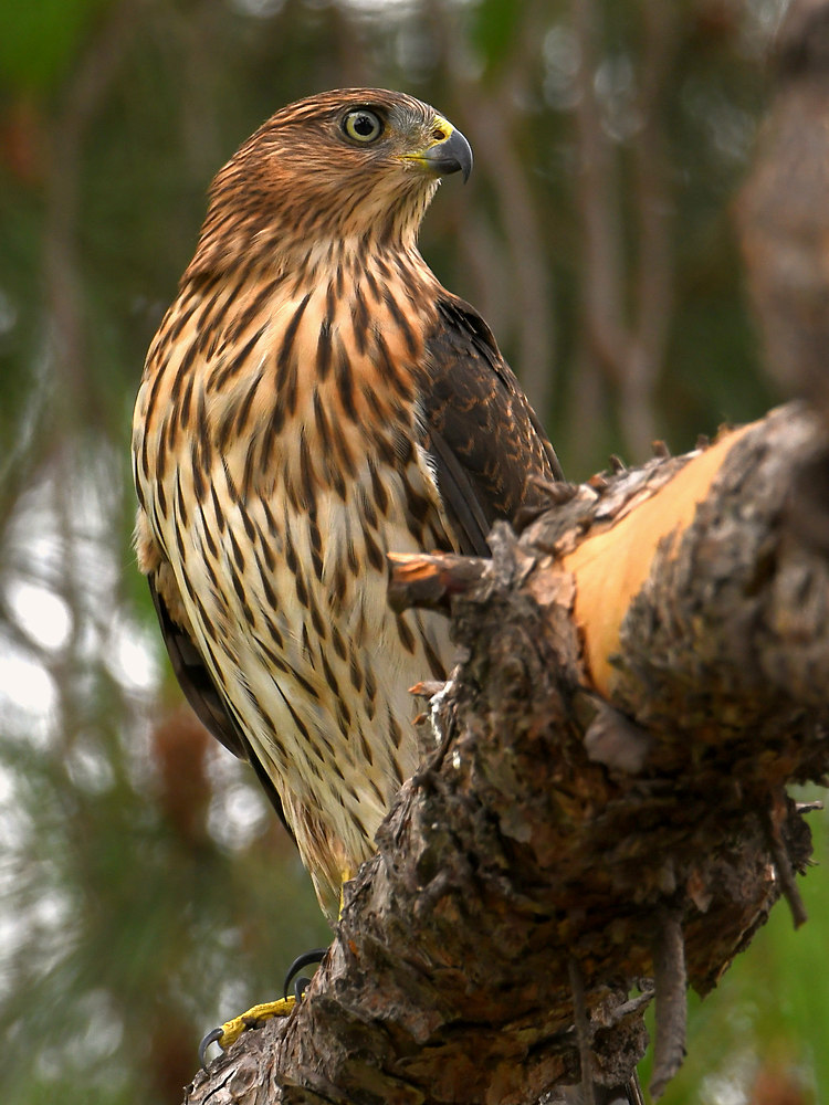 CoopersHawk6.jpg