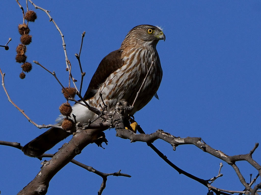 CoopersHawk6.jpg