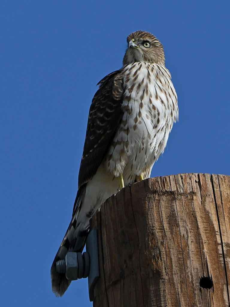 CoopersHawk6.jpg