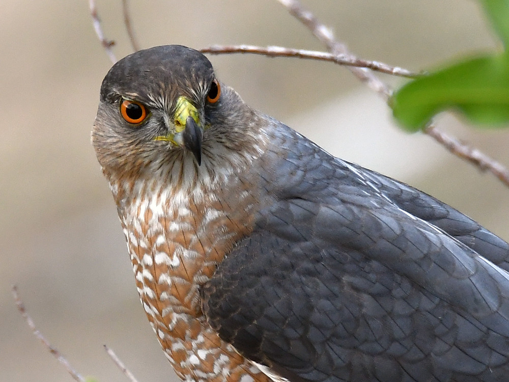 CoopersHawk7.jpg