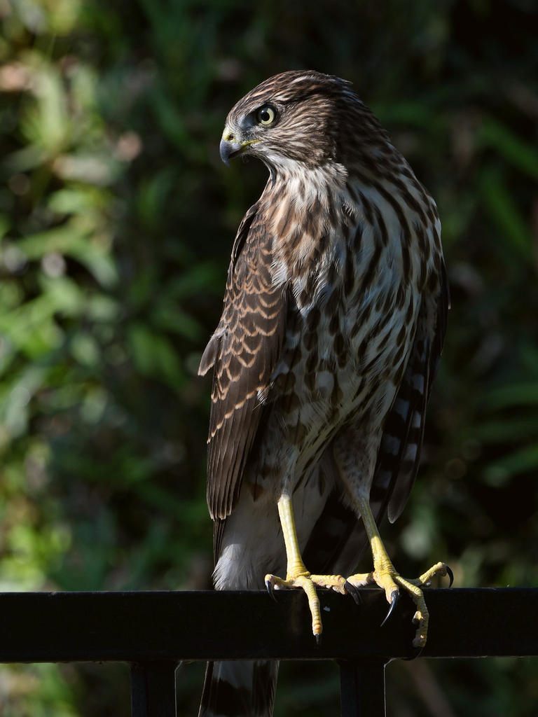 CoopersHawk7.jpg