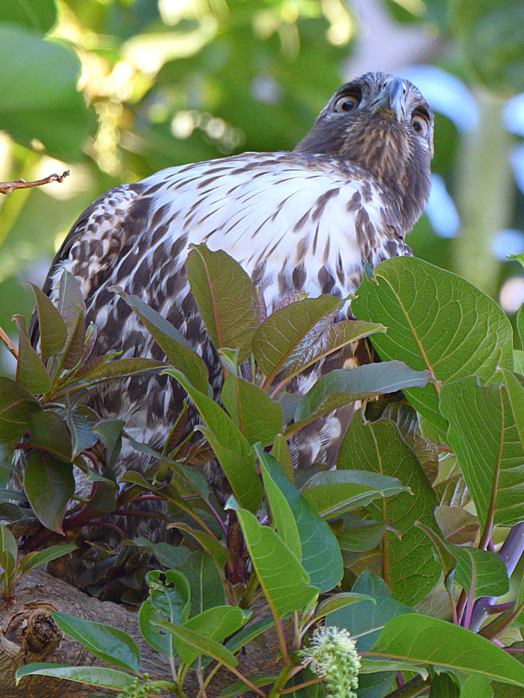 CoopersHawk8.jpg