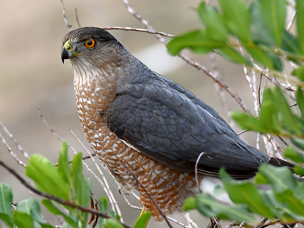 CoopersHawk8.jpg