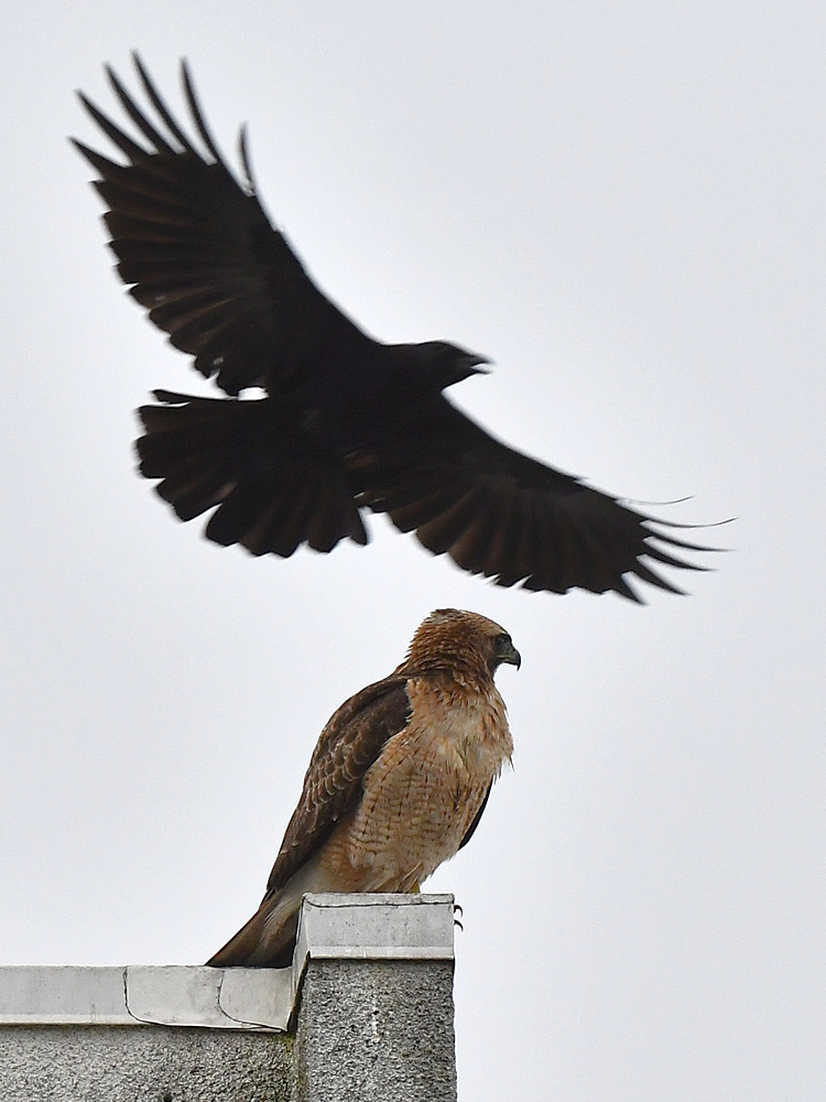 CoopersHawk8.jpg