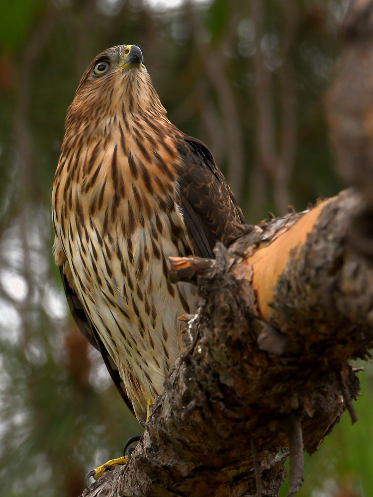 CoopersHawk8.jpg