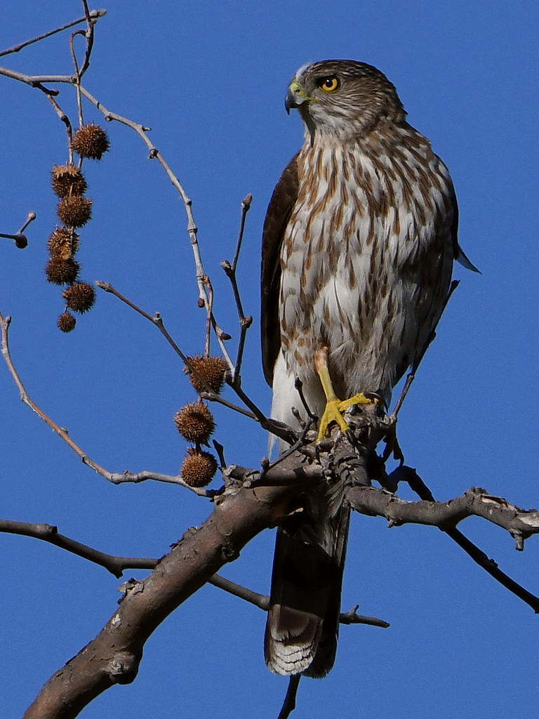 CoopersHawk8.jpg