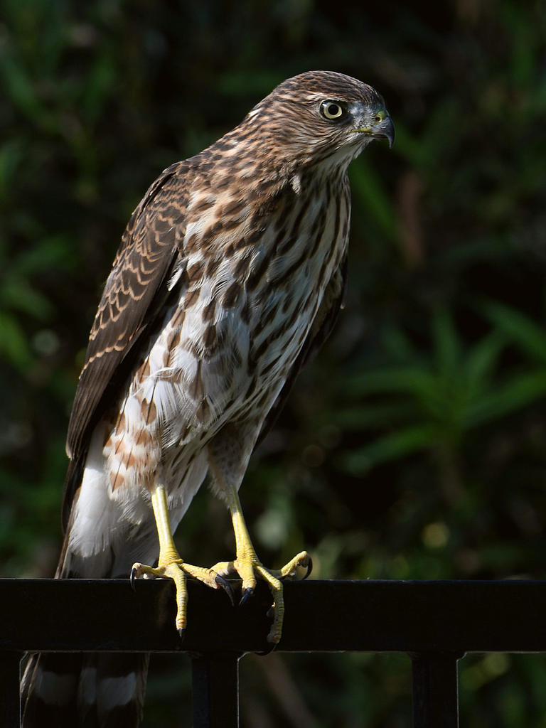 CoopersHawk8.jpg