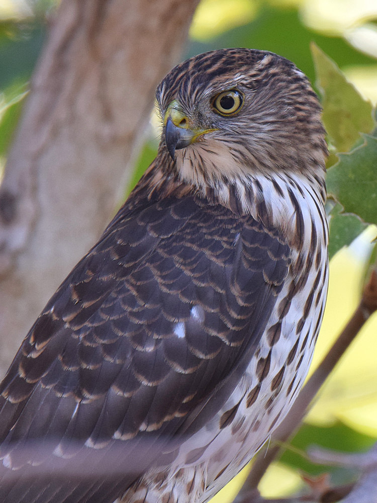 CoopersHawk9.jpg
