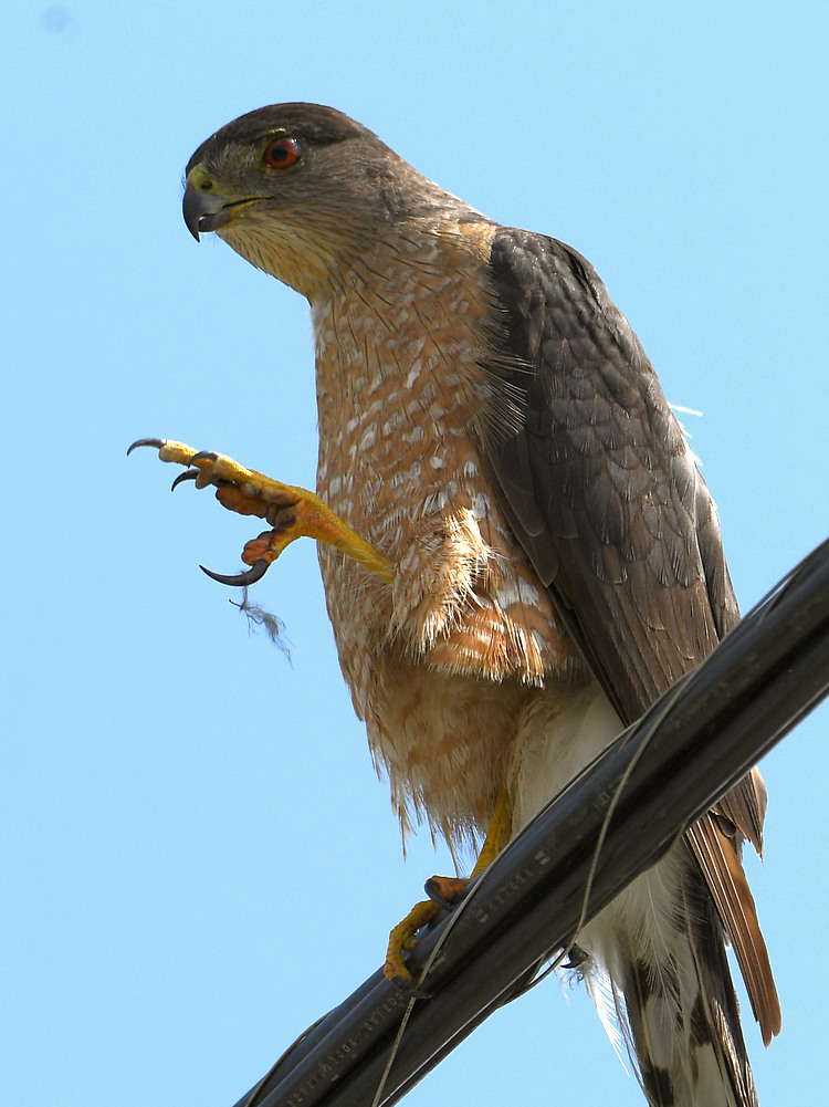 CoopersHawk9.jpg