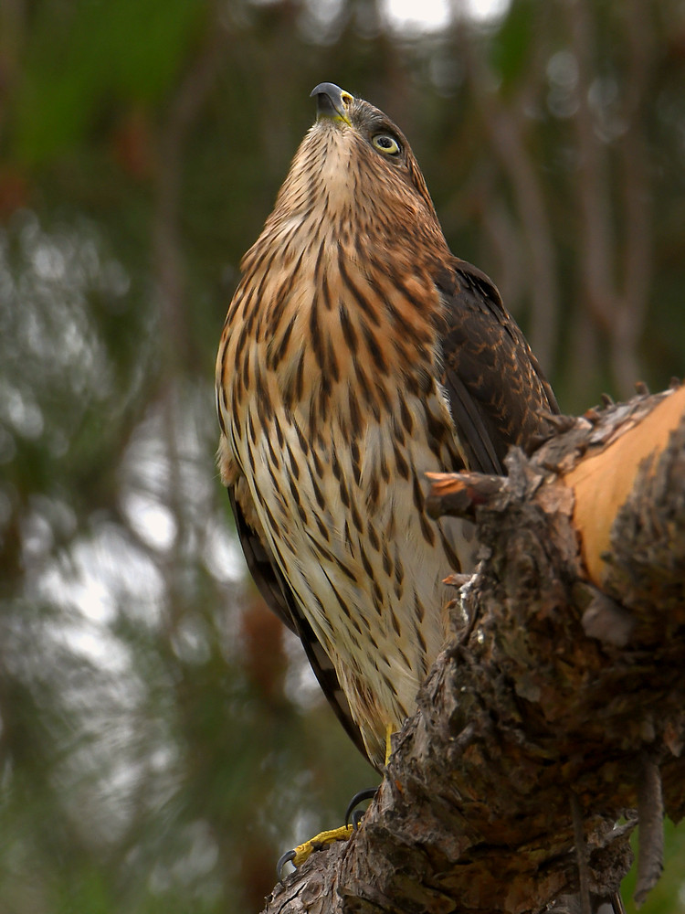 CoopersHawk9.jpg