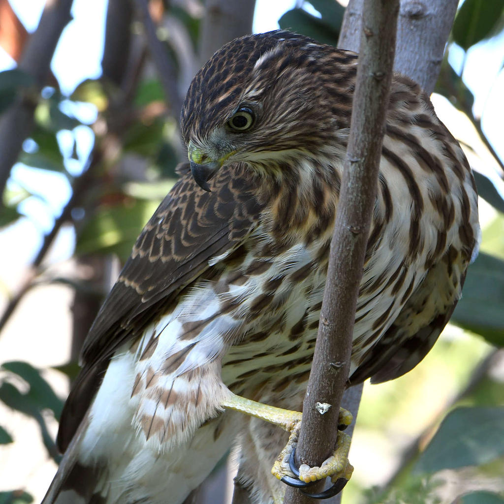 CoopersHawk9.jpg