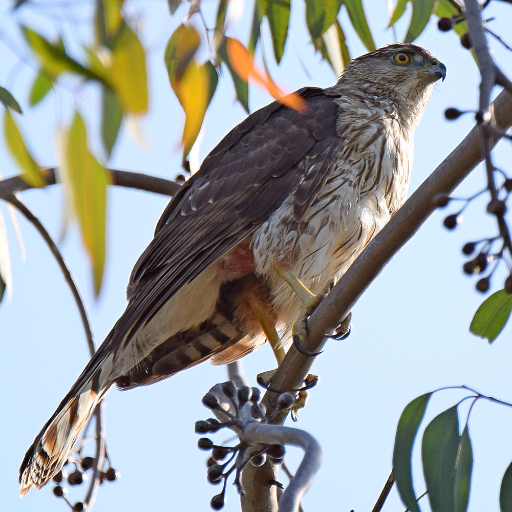 CoopersHawk_2015-05-10.jpg
