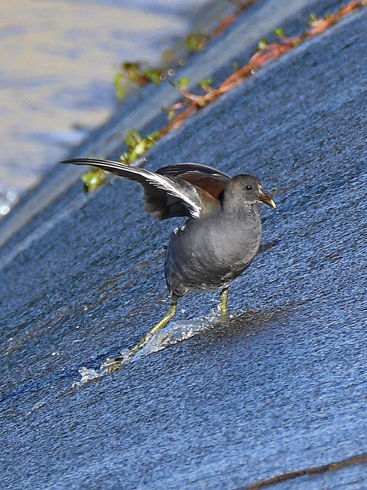 Coot.jpg