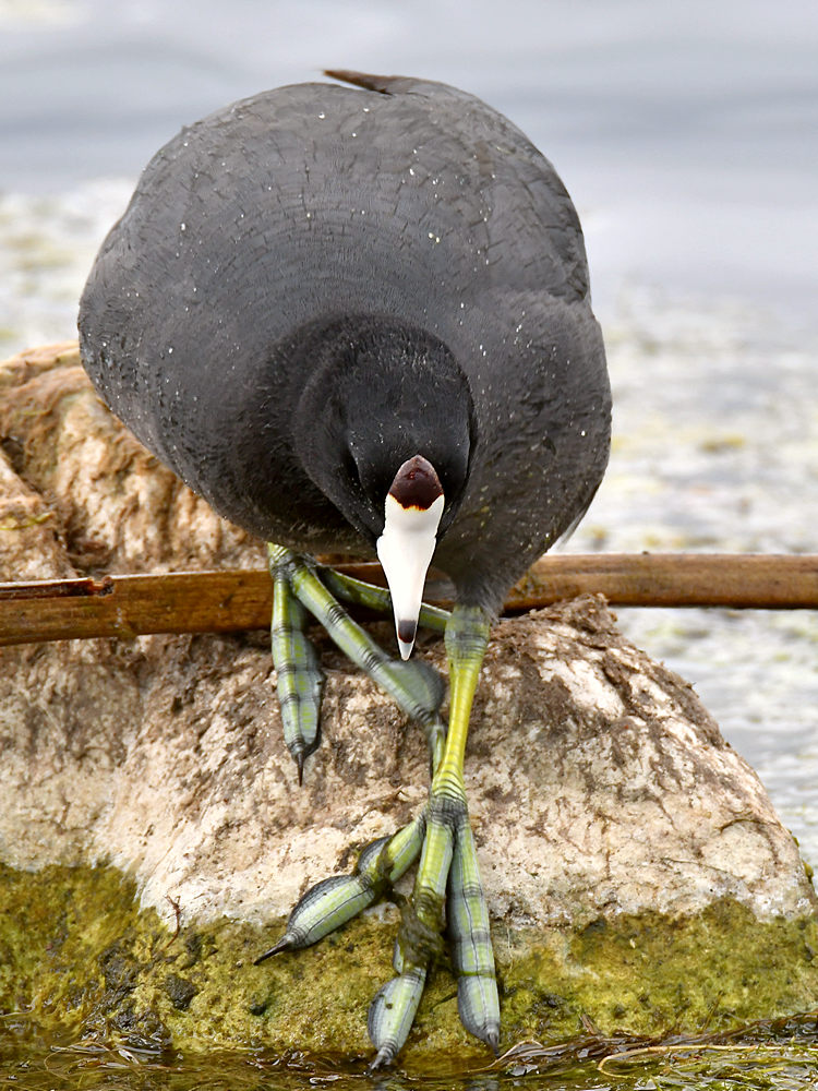 Coot.jpg