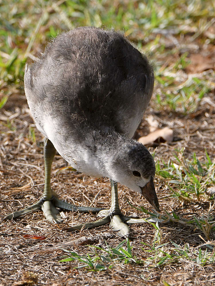 Coot.jpg