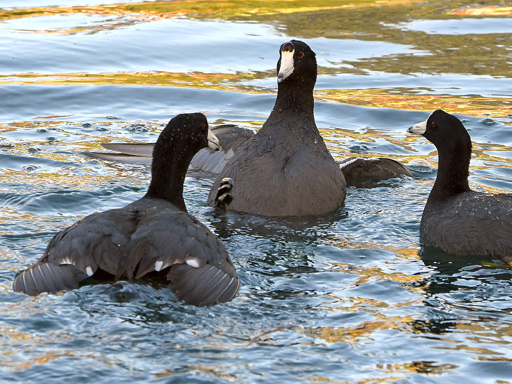 Coot.jpg