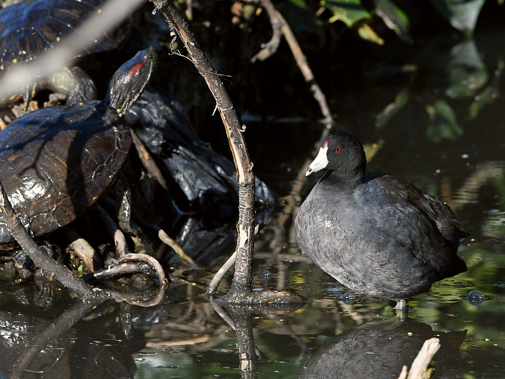Coot.JPG
