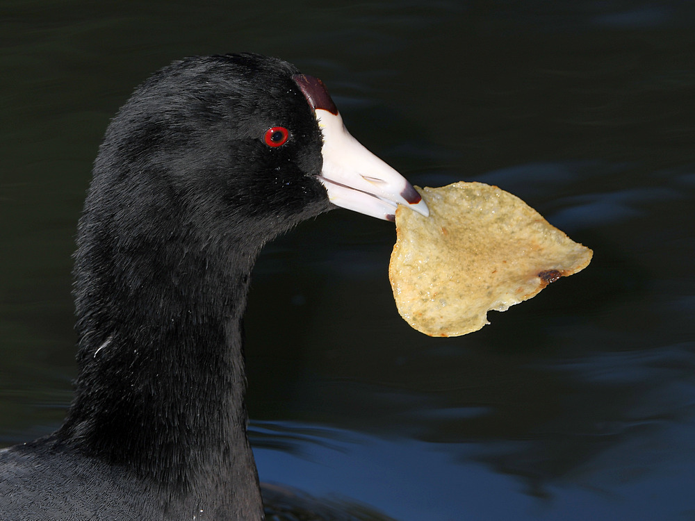 Coot.JPG
