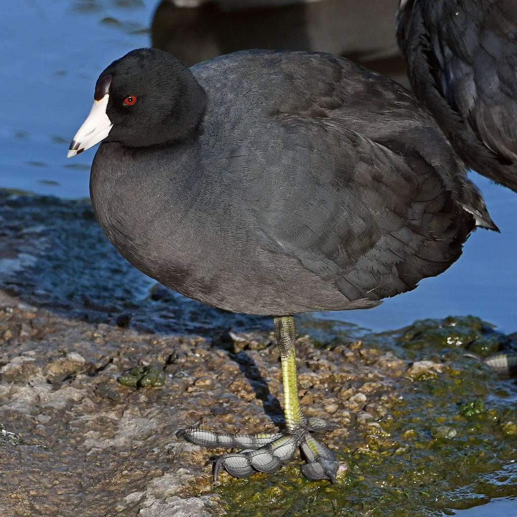 Coot.jpg