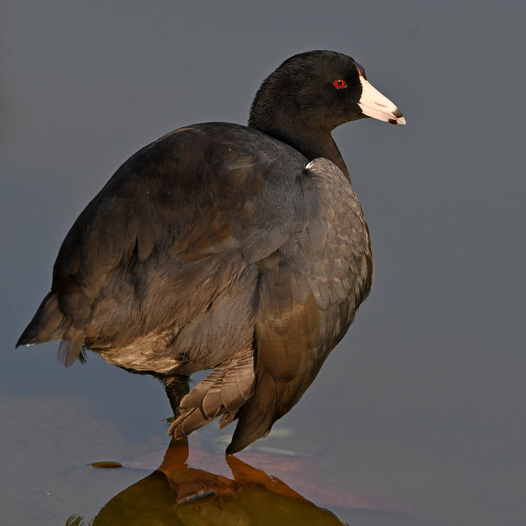 Coot.jpg