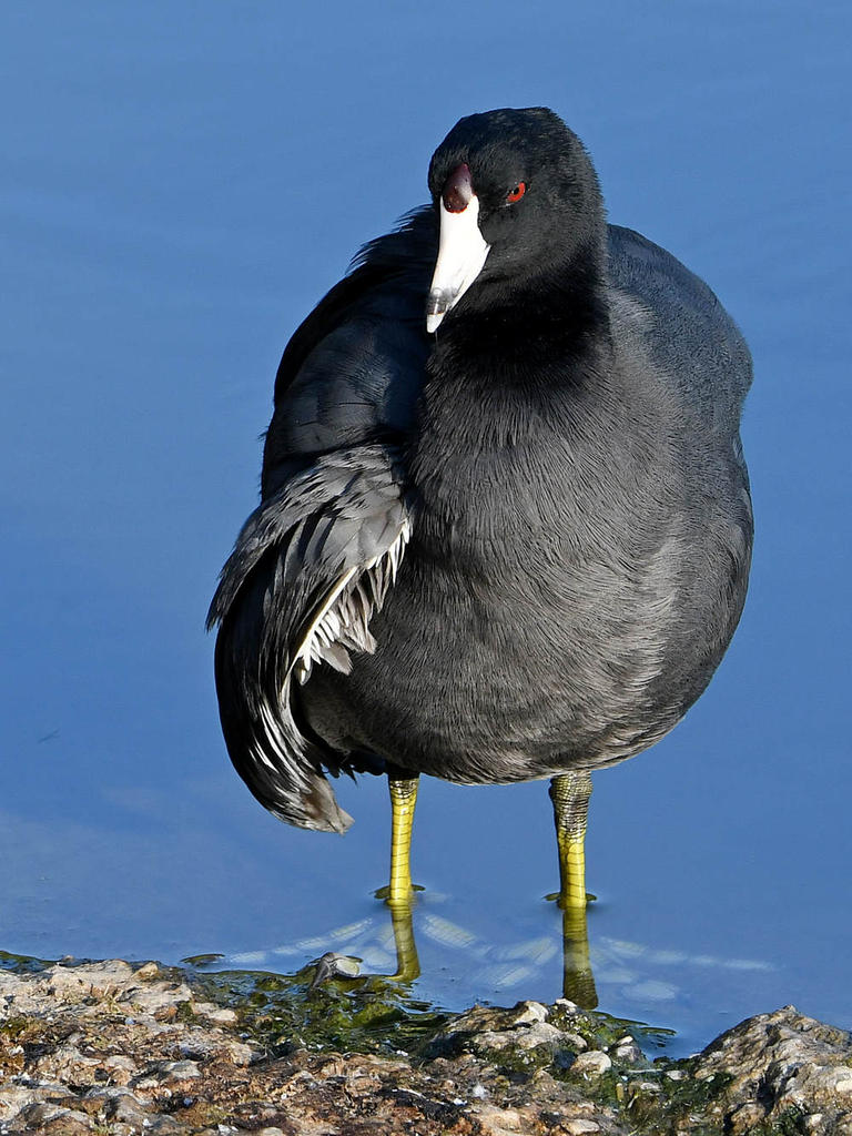 Coot.jpg