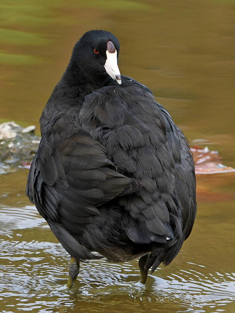 Coot.jpg