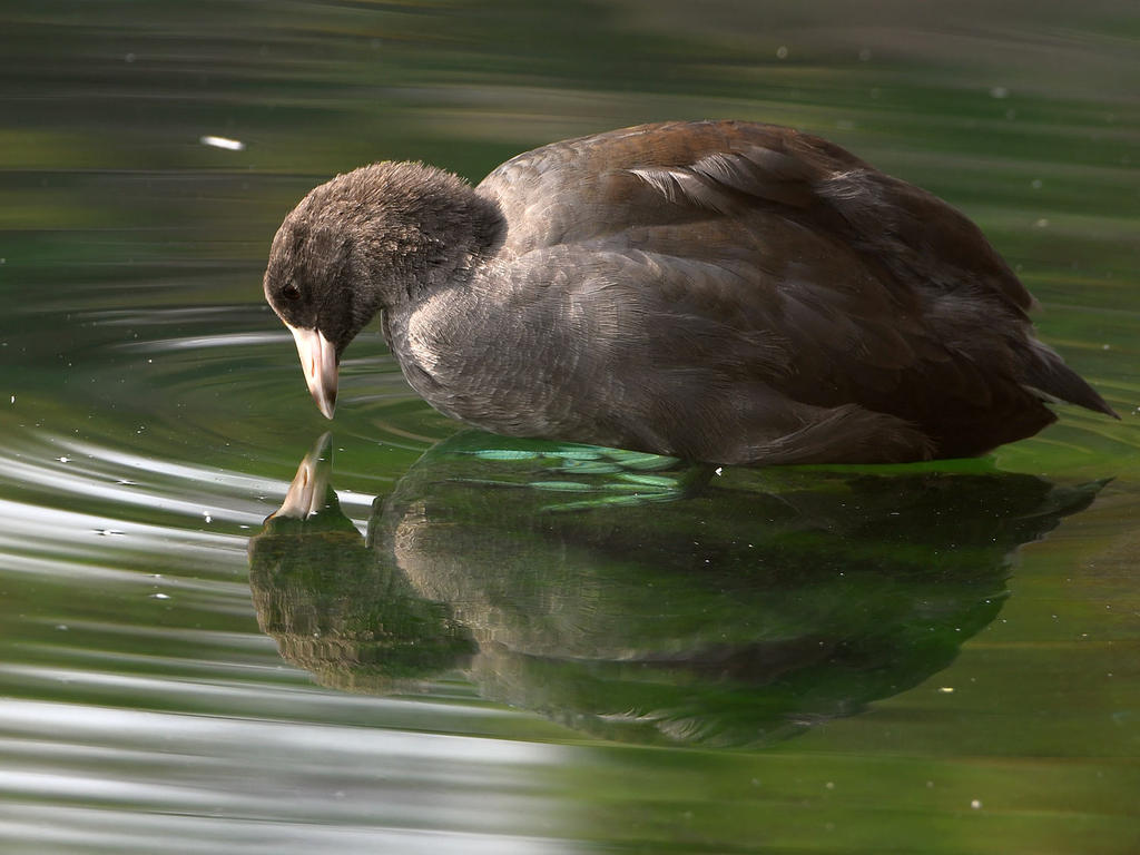 Coot.jpg