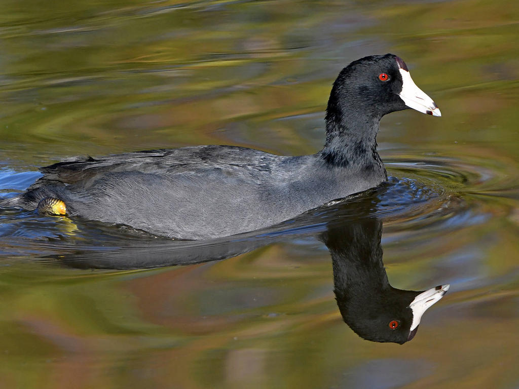 Coot.jpg