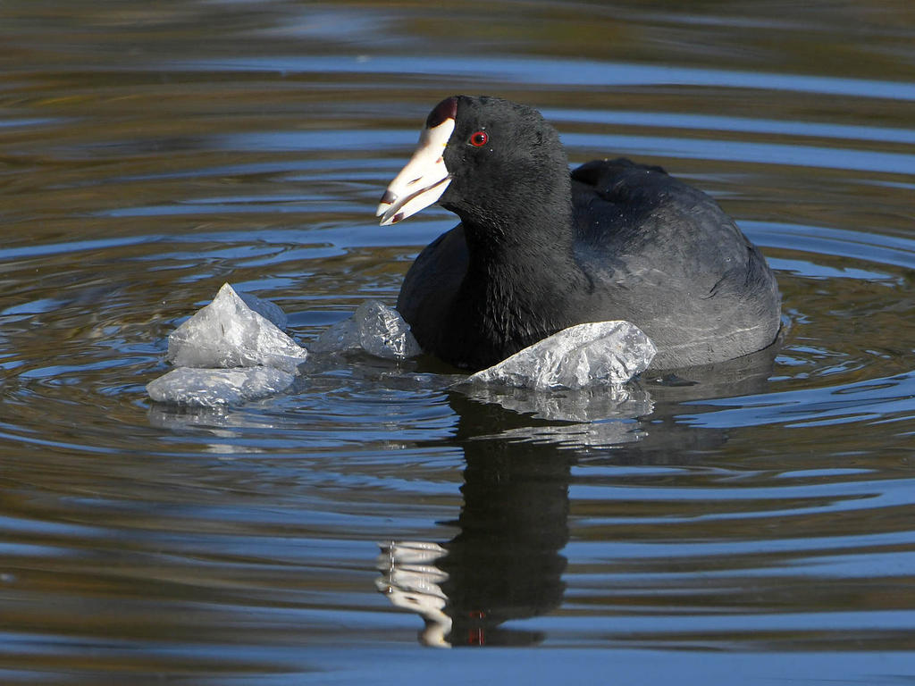 Coot.jpg