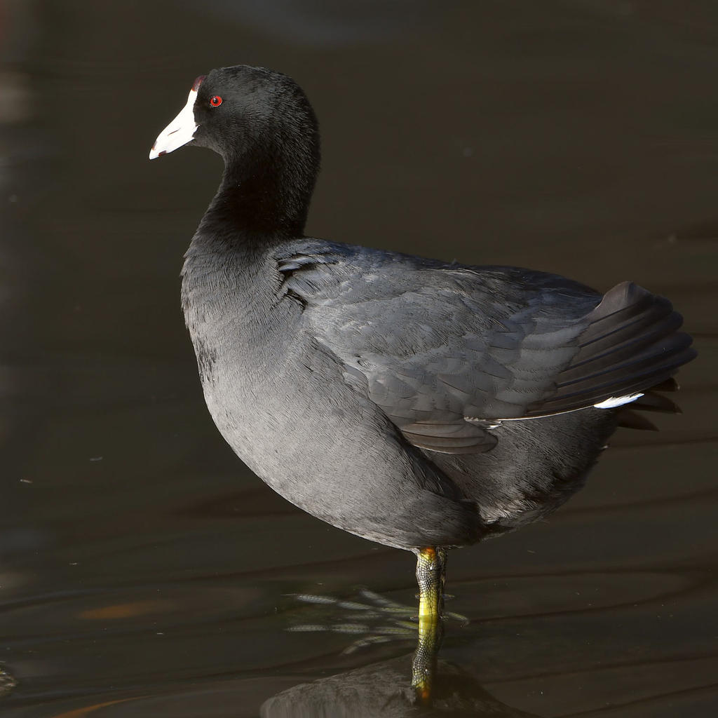 Coot.jpg