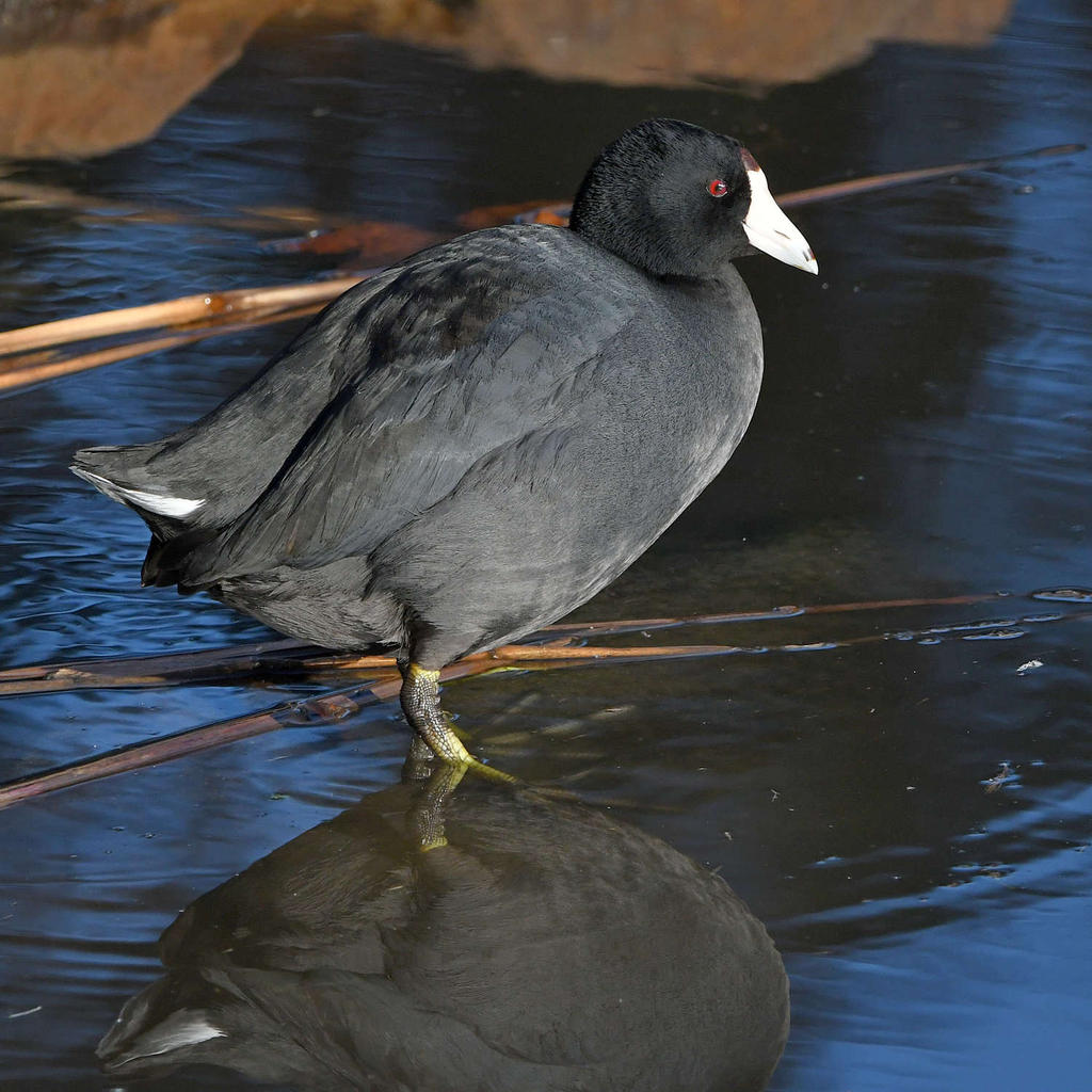 Coot.jpg