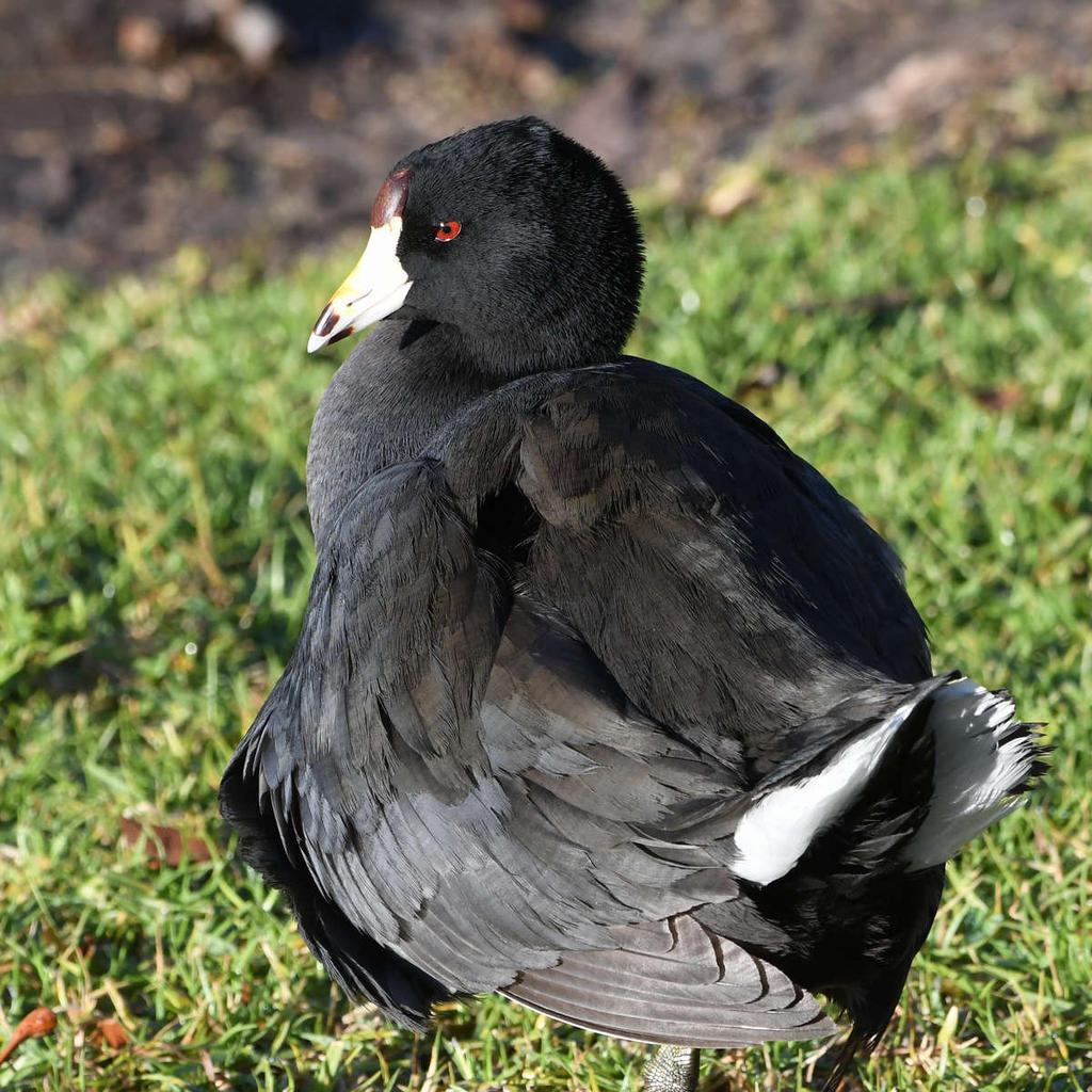Coot.jpg