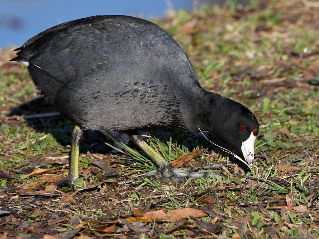 Coot.jpg