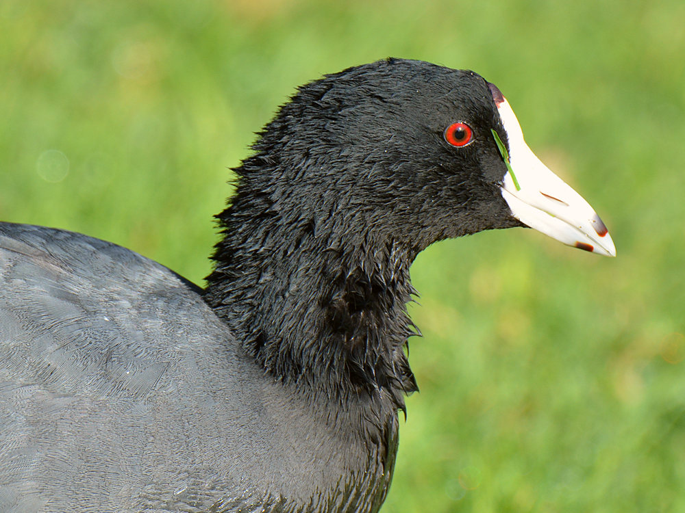 Coot2.jpg