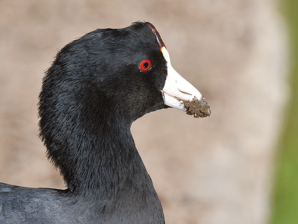 Coot2.jpg