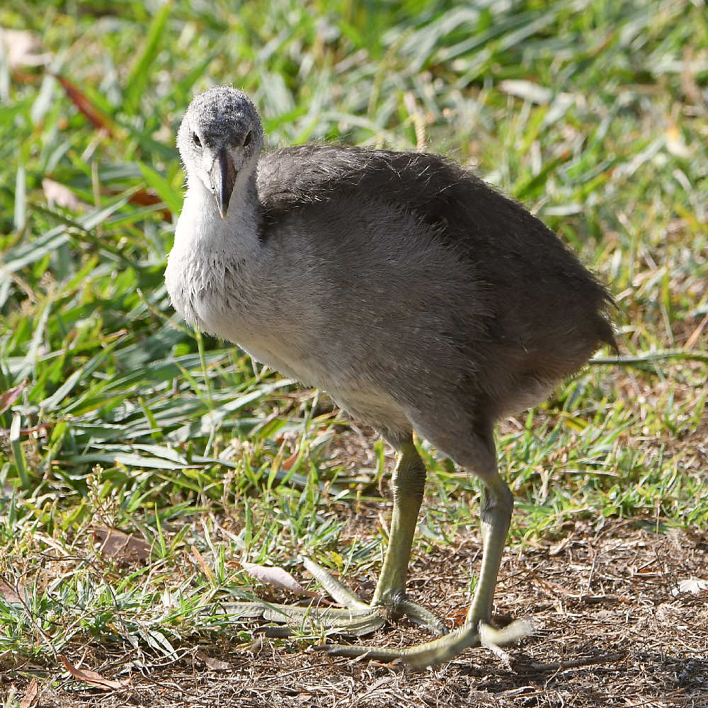 Coot2.jpg