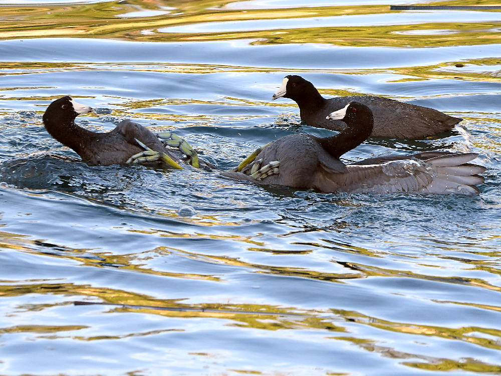Coot2.jpg