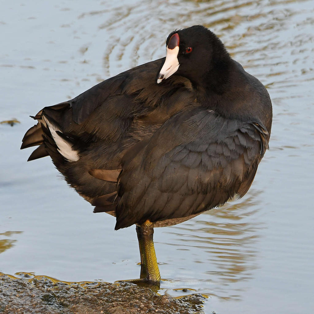 Coot2.jpg
