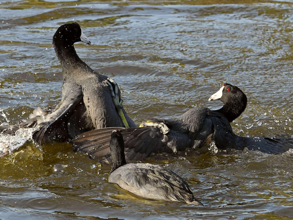 Coot2.jpg